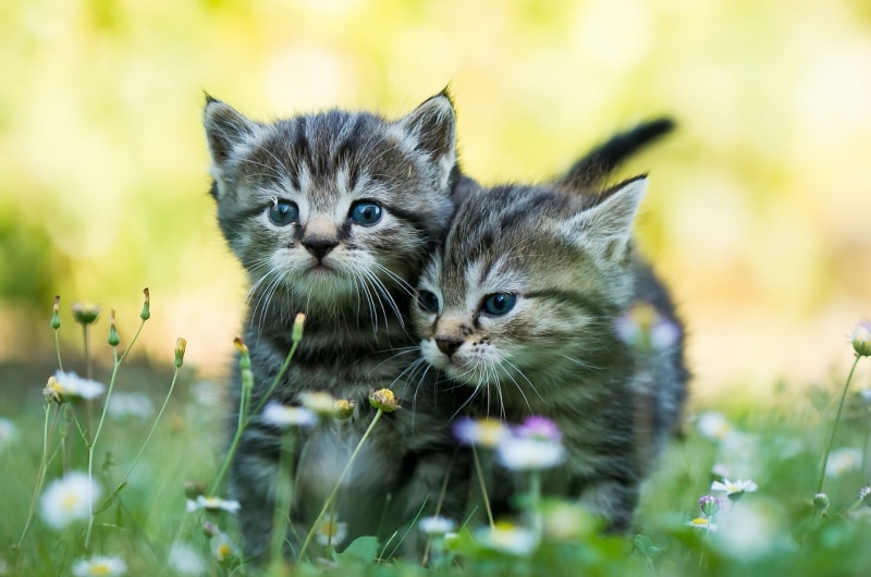 pets, domestic cat, 1080P, nature, mammal, animal themes, group of animals, whisker, field, portrait, animal, kittens, domestic, no people, looking at camera