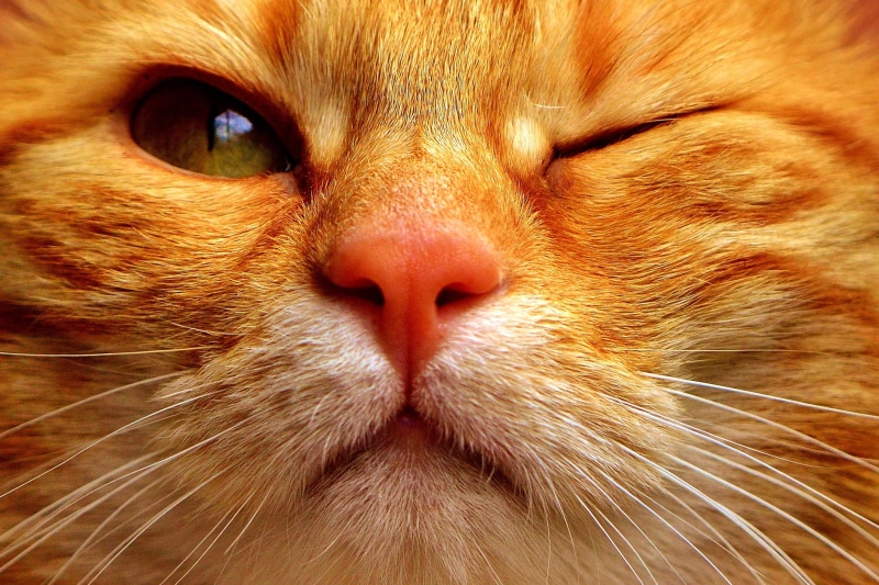 cute, red, wink, funny, close, pet, animal mouth, close-up, looking, cats, hair, red cat, vertebrate, portrait, pets, fur, no people, tabby, looking at camera