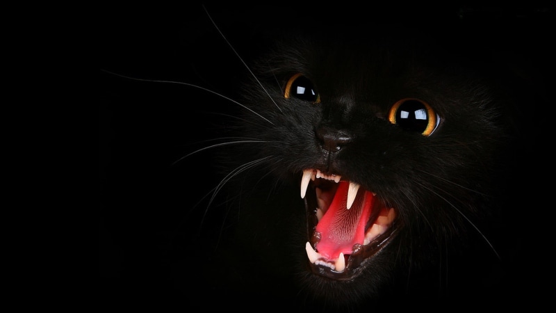 black cats, aggression, vertebrate, open mouth, 1080P, black color, studio shot, domestic cat, animal themes, animal head, mouth open, animals, feline