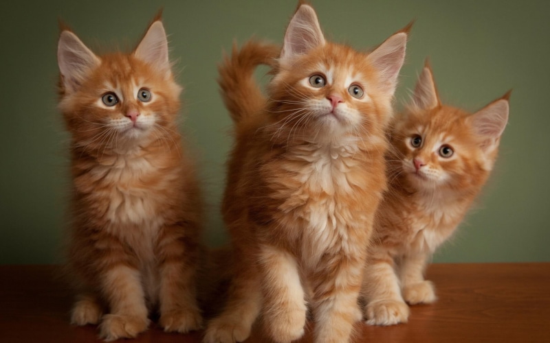 kitten, domestic, feline, domestic animals, animals, animal family, animal themes, whisker, pets, vertebrate, togetherness, orange, 1080P, indoors, animal