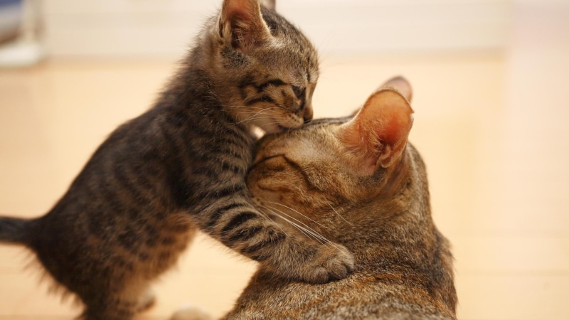 indoors, animals, positive emotion, animal, pets, animal themes, brown, mammal, kittens, domestic, feline, domestic cat, animal family, focus on foreground