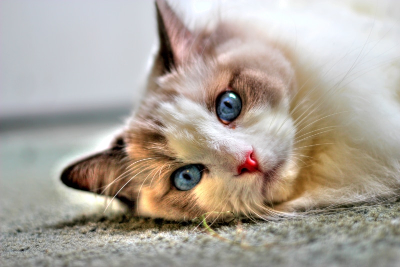 small, Ocean, young Animal, blue eyes, photography, close, long, brown, 5K, kitten, domestic Cat, domestic Animals, feline, animal, looking, white, fur