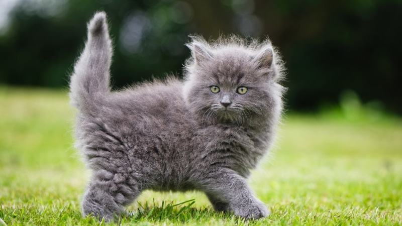 grass, kitten, cute, fluffy cat, kitty, mammal, cat, 1080P, domestic cat, fluffy, whiskers, domestic long haired cat, fluffy kitten