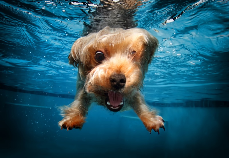 waterfront, one animal, mammal, canine, cute animals, 5K, swimming pool, nature, vertebrate, funny, motion, dog, terrier, swimming, portrait, pets, domestic animals