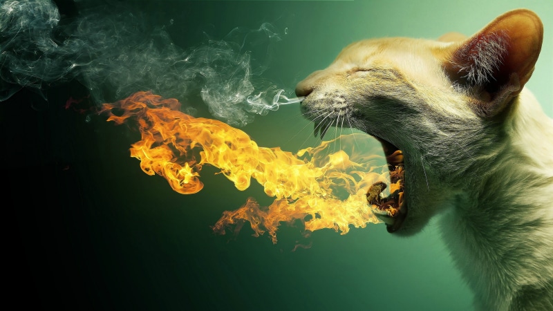 animal, art, symbol, 4K, silhouette, funny, flame, design, light, cat, fire, digital art, smoke