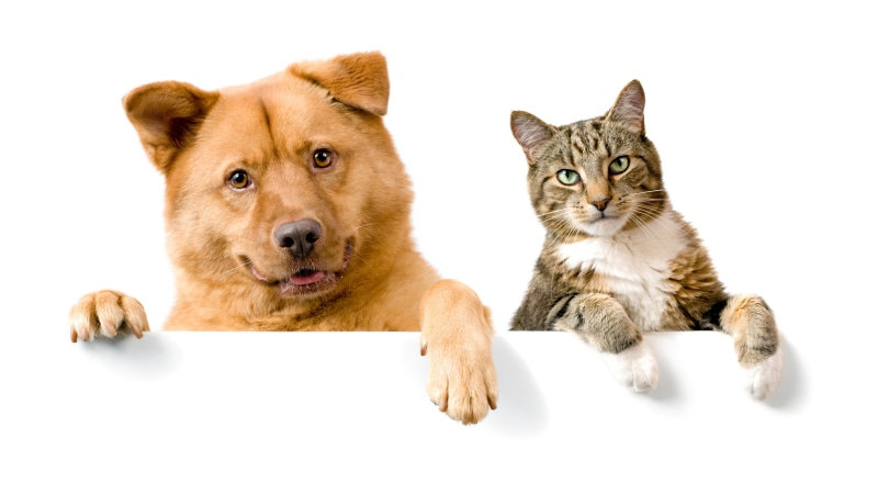 white background, one animal, looking at camera, animal themes, dog, studio shot, animal, cut out, canine, pets, funny picture of dogs and cat together