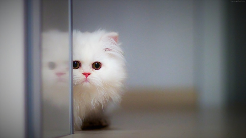 4K, funny animals, Cat, 4K, kitten