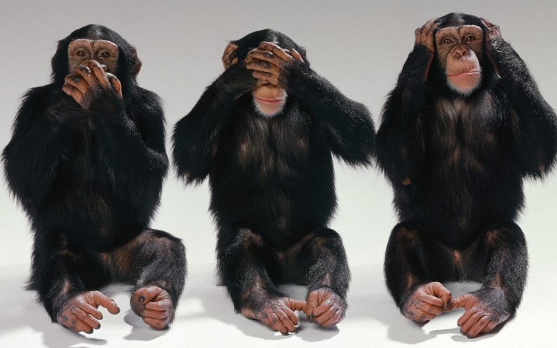 ears, chimpanzees, mouth, black, funny, three, eyes, monkeys, 1080P