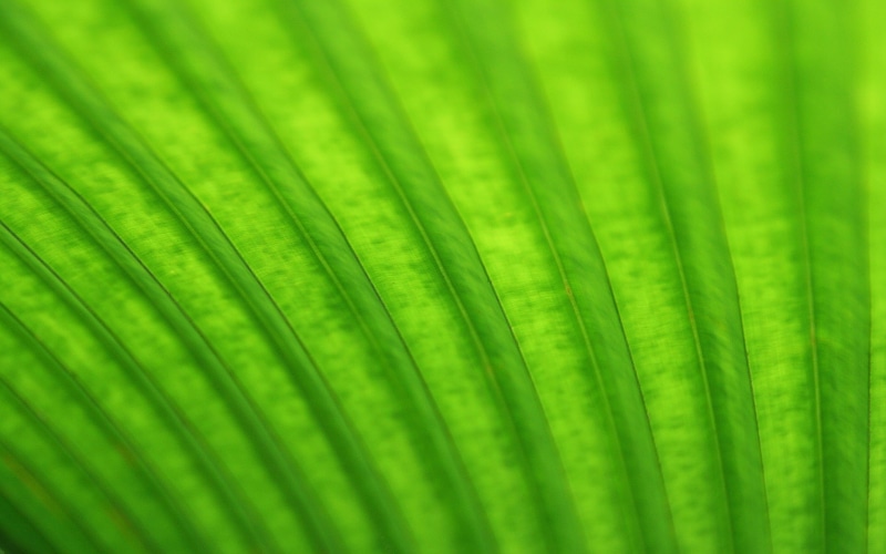 outdoors, green color, growth, backgrounds, leaves, freshness, palm tree, nature, abstract backgrounds, textured effect, Ubuntu, close-up, textured, beauty in nature