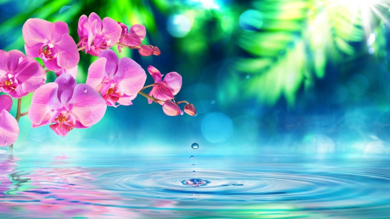 orchid, 5K, tablet, water, flowers, petals, hd, green, mobile, pc, drops, pink, desktop, waves