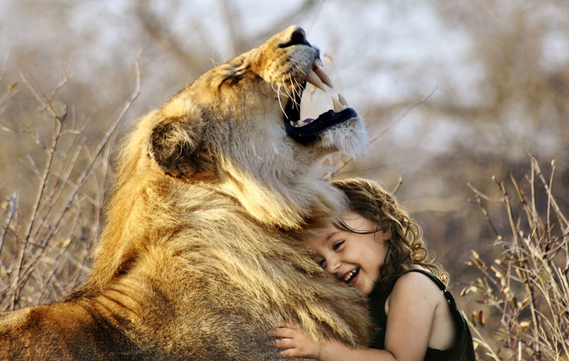 emotion, positive emotion, africa, predator, king, friends, one animal, fangs, cat, domestic animals, offspring, serengeti, tickling, smile, savannah, together