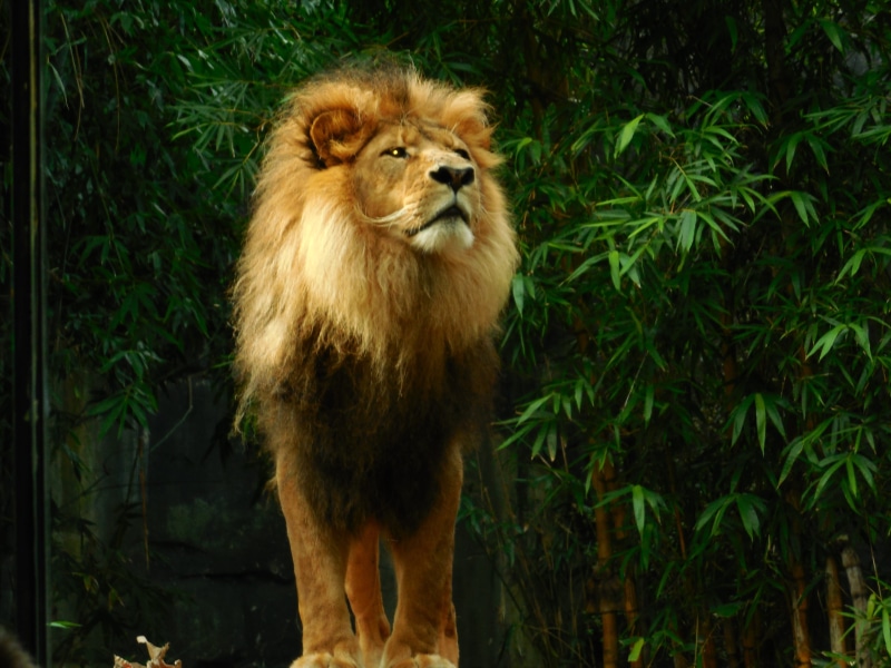nature, lion, lion - feline, animal wildlife, tree, mammal, plant, animal themes, beast, cat, zoo, Lion King, 4K, Wildlife, feline, vertebrate, Lion, leo