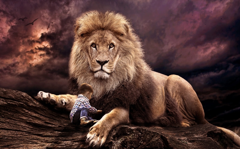 vertebrate, animal family, leo, african, strength, lion, fur, beast, big, wildlife, symbol, animal, pride, lion - feline, power, cat, boy, playing, group of animals