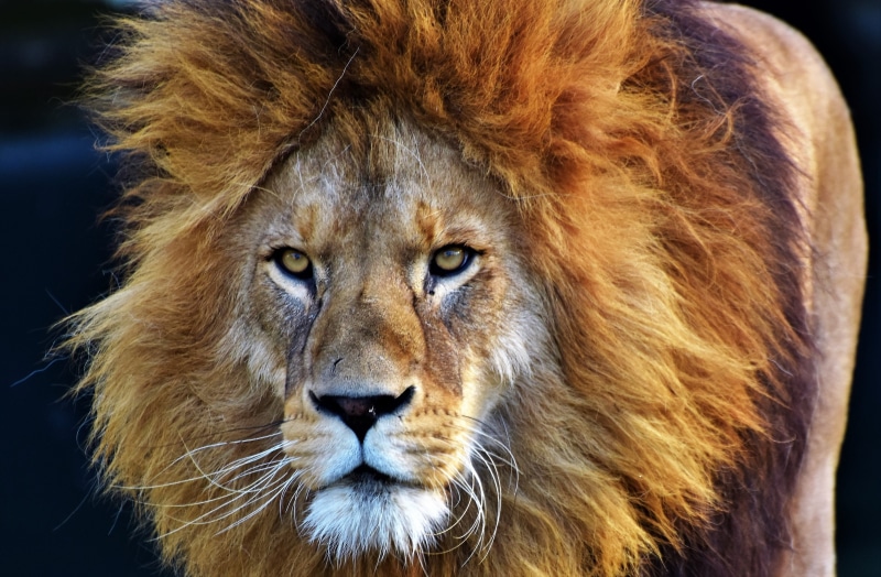 animal world, carnivora, animal themes, cat, hunter, focus on foreground, animals in the wild, feline, vertebrate, tierpark hellabrunn, close-up, zoo, lion - feline