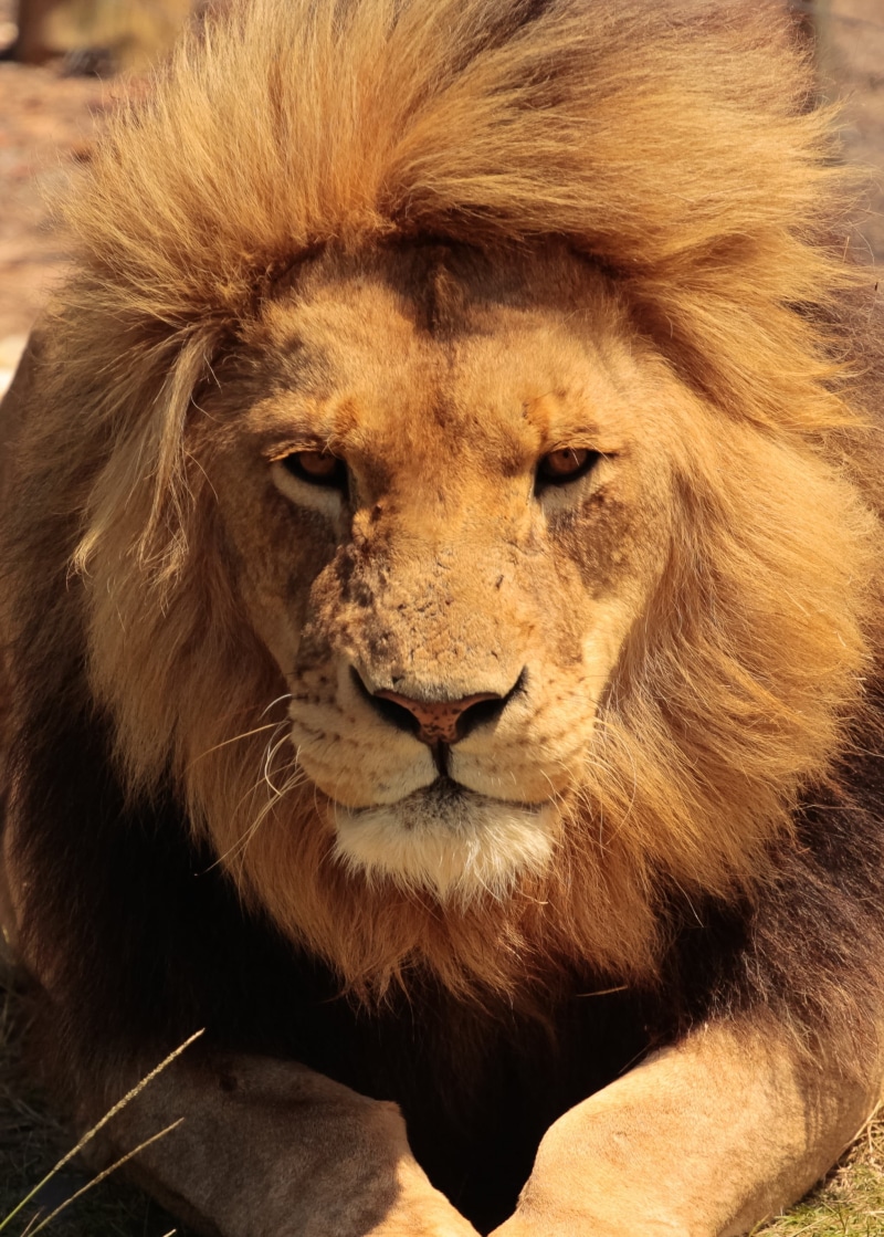carnivora, reserve, endangered, one animal, wildlife, no people, male, hunter, day, park, whisker, animals in the wild, roar, animal wildlife, mammal, head