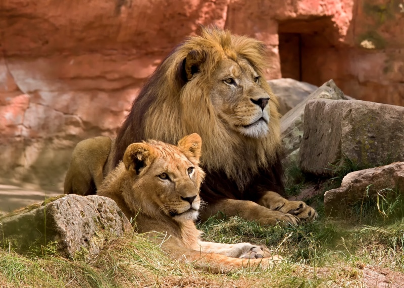 nature, mammal, two, female animal, two animals, 4K, feline, rock, no people, cat, big cat, tanzania, carnivora, outdoors, wilderness, lion, wildcat, paw