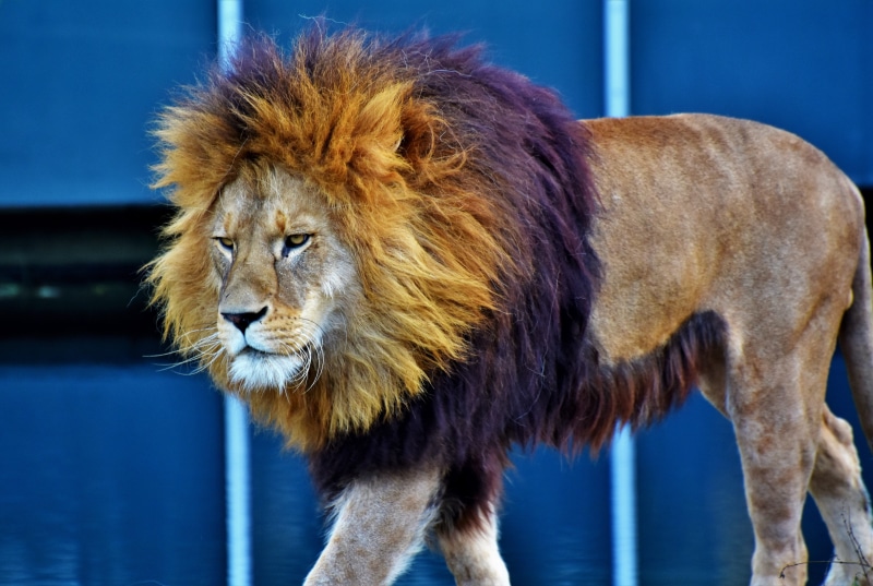 animal wildlife, 5K, carnivores, brown, day, animal head, lion, animal themes, wild, hunter, cat, animals in the wild, vertebrate, one animal, focus on foreground
