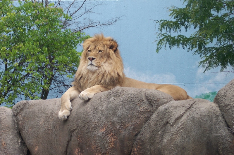 mammal, zoo animals, vertebrate, safari Animals, lion, large, big Cat, no people, feline, animal, mane, safari, surface, relaxation, male animal, nature