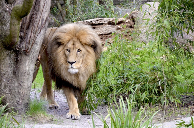 large, wild animal, male animal, no people, tree, daytime, carnivora, mane, animal, animal wildlife, elegant, 4K, zoo, vertebrate, lions mane, africa