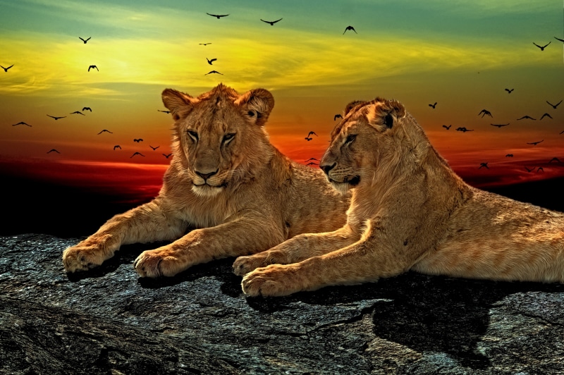 power, young, no people, feline, tigers, carnivora, king, undomesticated cat, carnivore, animal wildlife, leader, panthera, animal themes, beast, lion head