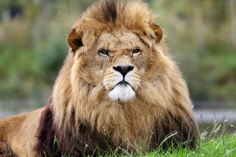 focus on foreground, tanzania, lying, undomesticated Cat, portrait, power, grass, pride, wildlife, wild, daytime, feline, no people, animal themes, safari Animals