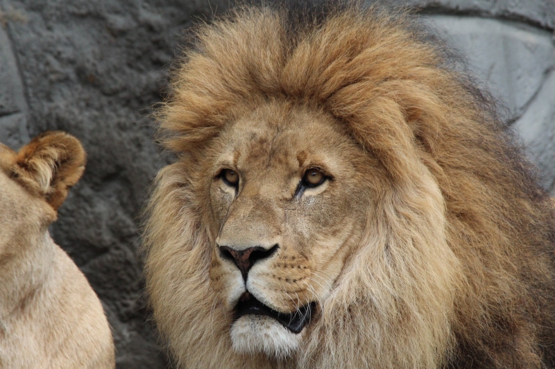 female animal, feline, no people, male animal, animal themes, lioness, animal, africa, carnivora, vertebrate, undomesticated Cat, group of animals, mammal