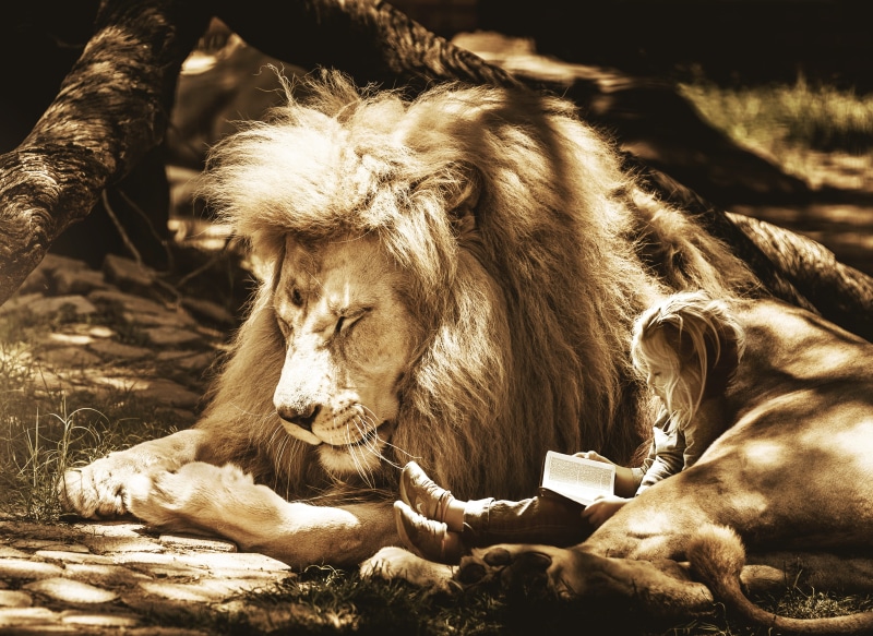 small child, image editing, sunlight, fur, sleep history, tree, land, friend, lions mane, fall asleep, africa, wildcat, 4K, wilderness, dangerous, relaxation