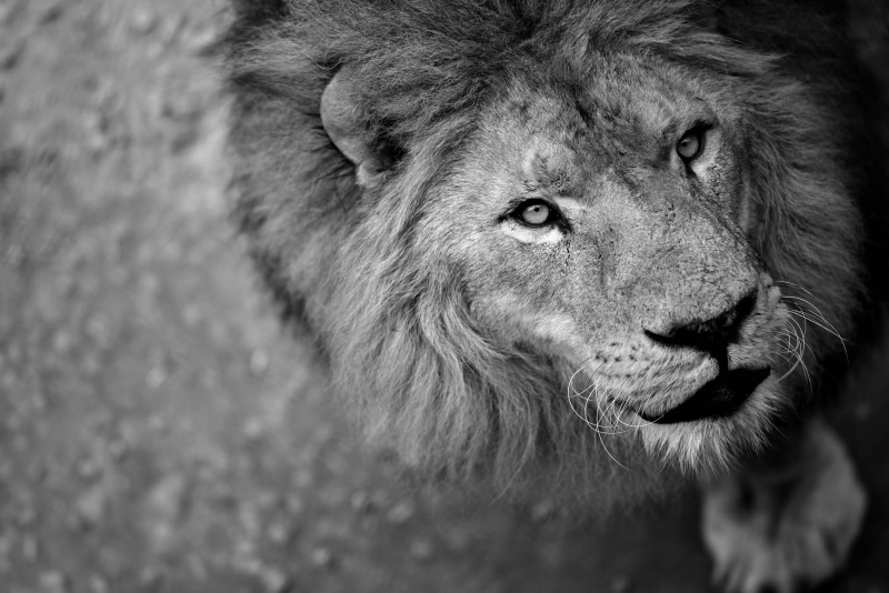 animal wildlife, looking, wild beast, animal themes, scale, animal body part, animal eye, animal, lion - feline, one animal, cat, lions, day, no people