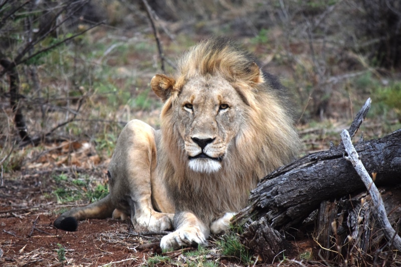 nature, africa, predator, outdoors, animal, wildlife, 5K, animal themes, animals In The Wild, undomesticated Cat, big Cat, savannah, relaxation, male