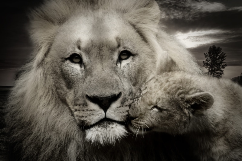 animal head, animal, no people, lion portrait, leo, feline, predator, lion - feline, creature, 2K, king of the beasts, cub, big cat, animal themes, focus on foreground