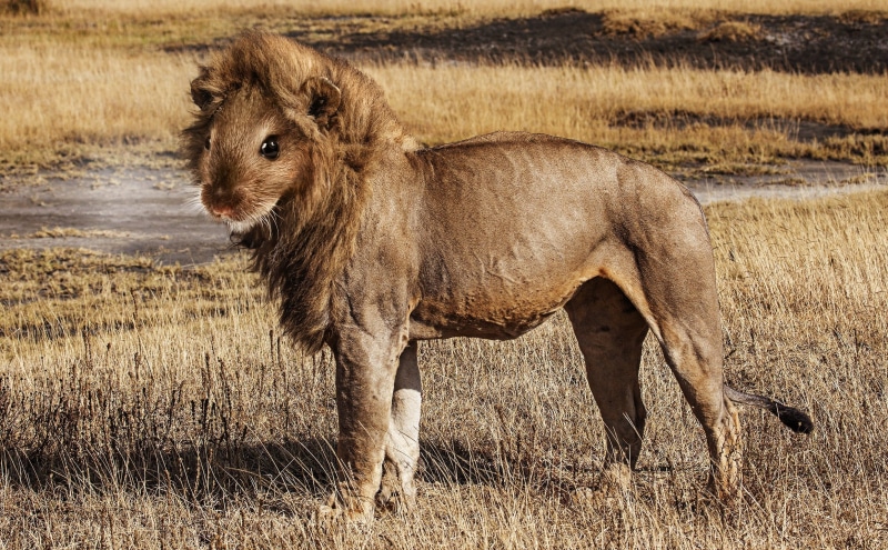 wildlife, grass, digital art, cuddly, south africa, sweet, domestic, mammal, national park, photoshop, standing, nature, herbivorous, wild animal, big cat