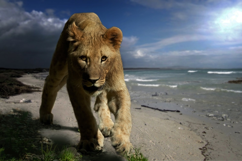 one animal, young, sky, cat, wild animal, horizon, wilderness, mammal, lion, vertebrate, portrait, undomesticated Cat, panthera leo, creature, carnivores