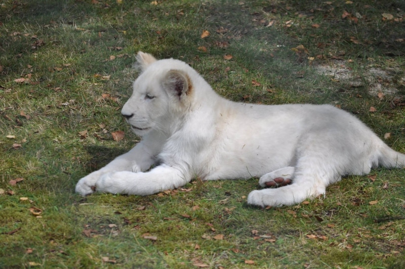 enclosure, big game, mane, cat, tiger, Lion, Lion, lions mane, feline, one animal, elegant, land, animal themes, domestic cat, simba, predator, big cat