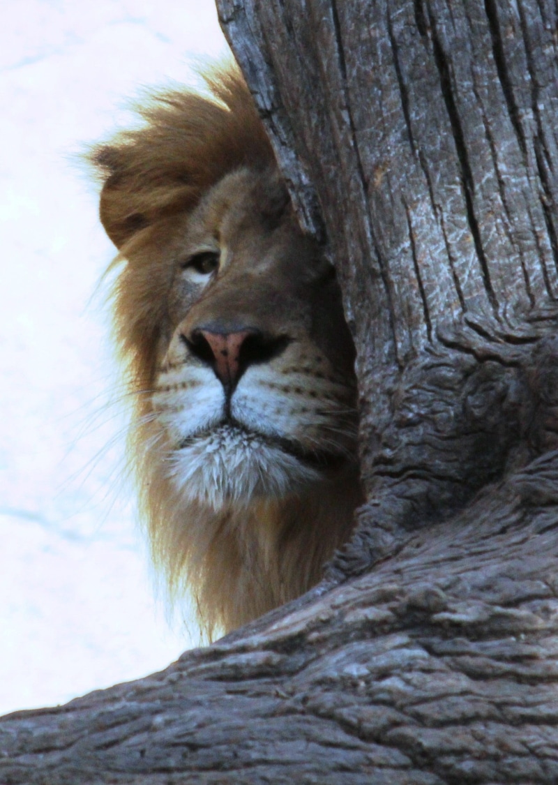 lion - Feline, safari, animal wildlife, animal head, undomesticated Cat, outdoors, behind, animals And Pets, male, tree trunk, no people, feline, safari Animals