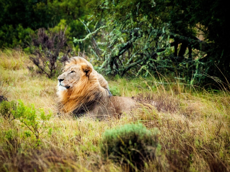 animal, forest, outdoors, africa, lion - Feline, 2K, lion, undomesticated Cat, mammal, vertebrate, carnivora, grass, animal themes, tree, king, south africa