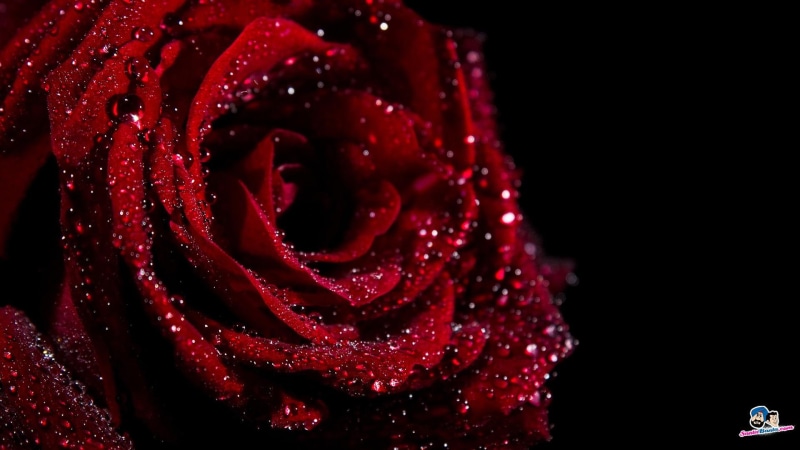 damn, valentine, love, 1080P, 3d and abstract, red, rose
