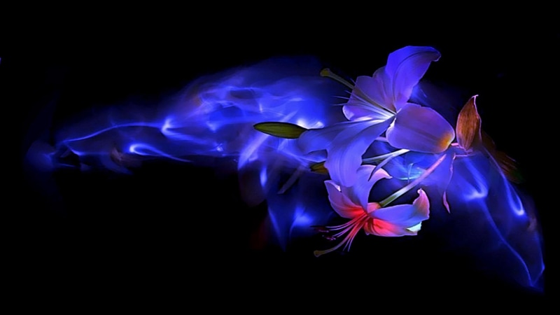 tulips, flower, blue, caring, happiness, romances, flowers, purple, 1080P, abstract, beauty, illustration, love, 3d and abstract
