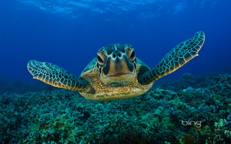 one animal, turquoise colored, marine, sea, animal wildlife, animal, water, vase, no people, undersea, turtle, animal themes, sea life, ceramic, brown