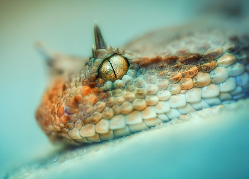 animal, macro, animal body part, animals in the wild, photography, turquoise colored, nature, animals, depth of field, eye, blue, animal scale, 1080P