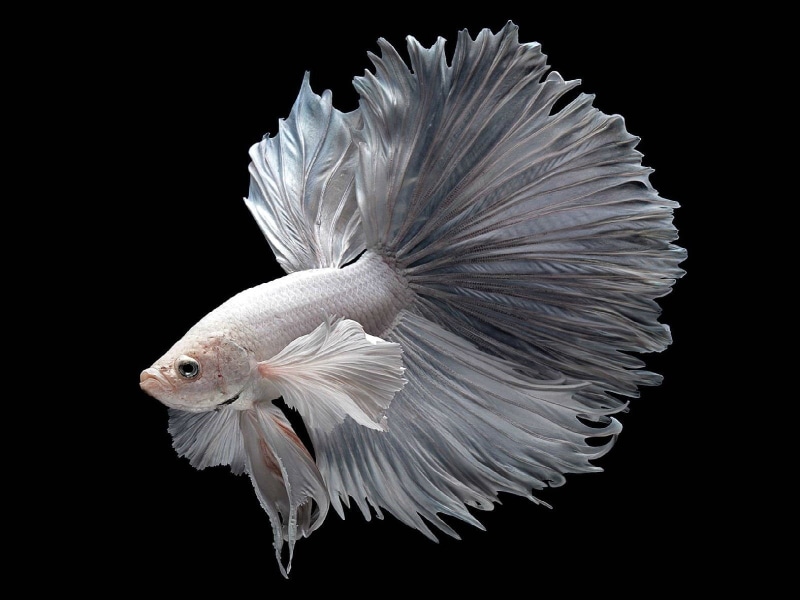 Siamese, fish, Fighting, underwater, psychedelic, betta, 720P, tropical