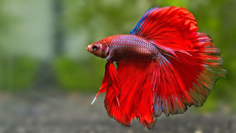 720P, betta, tropical, psychedelic, underwater, Siamese, fish, Fighting