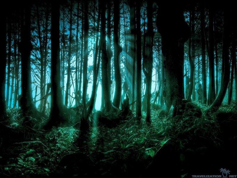 pacific, dark, 2K, halloween, forests, scary, nature