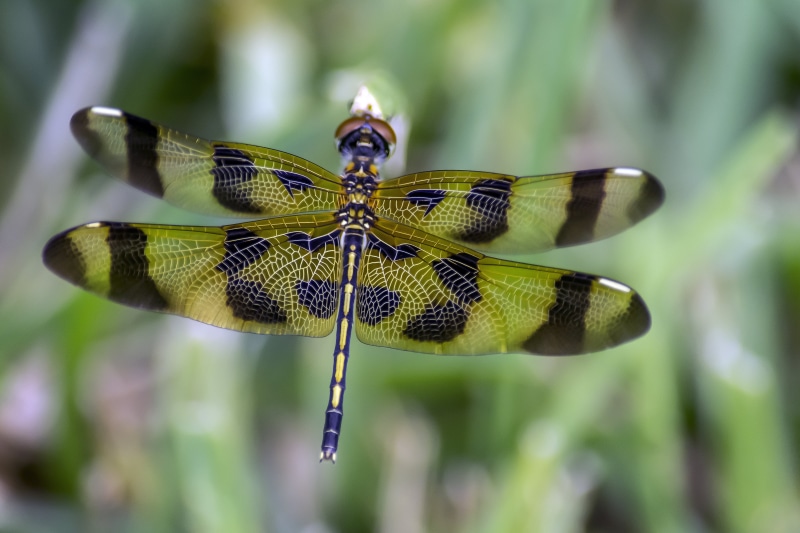 pennant, animals, wildlife, close-up, animal, nature, halloween  pennant, macro, daytime, animal Wing, green, beauty In Nature, outdoor, black, halloween