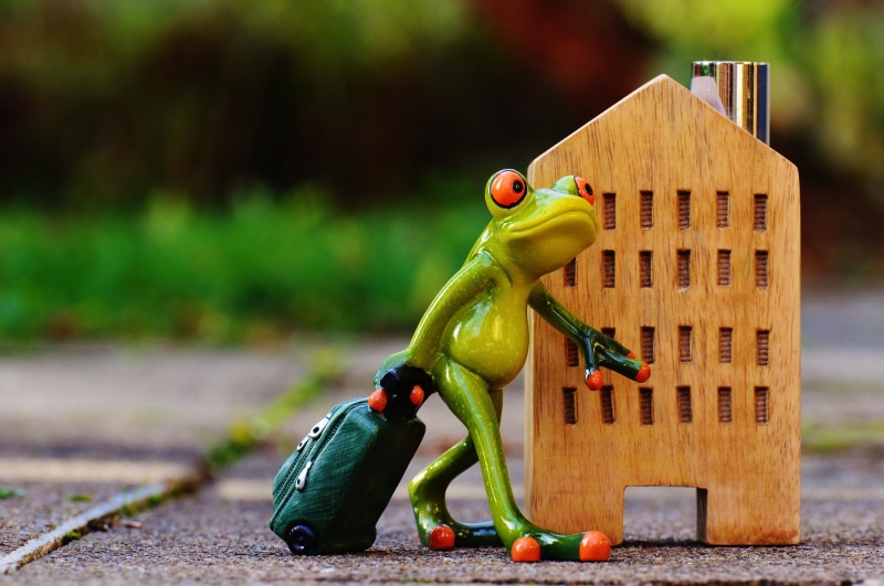 sweet, animal wildlife, Frog, cute, skateboard, Time To Go, bird, new beginning, figurine, fun, close-up, human representation, figure, Travel, toy, representation