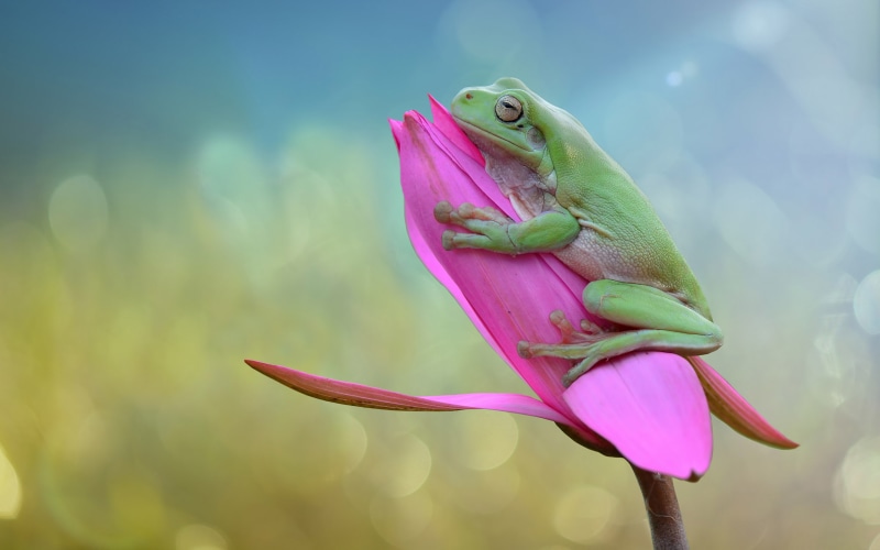 rose, frog, 4K, k, bud, desktop, mobile, pink, hd, green, images