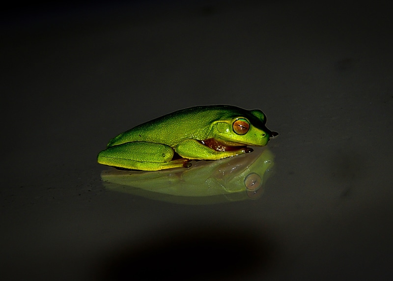 nature, poisonous, animal, eye, black Color, backgrounds, green, macro, amphibian, reptile, dark background, animal wildlife, animal themes, water, close-up