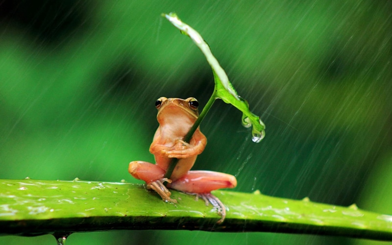 resolution, fragility, day, green, umbrella, invertebrate, animal, hiding, insect, close-up, frog, animal wildlife, wet, rain, plant, focus on foreground