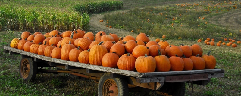 pumpkin, patch, desktop, 2K, halloween, autumn