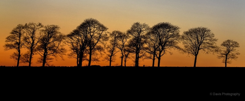 orange, hour, silhouette, outdoors, tree, 720P, sky, landscapes, Orange trees, Scenics, golden hour, trees, landscape, dusk, tall, golden, Sunset, North Yorkshire