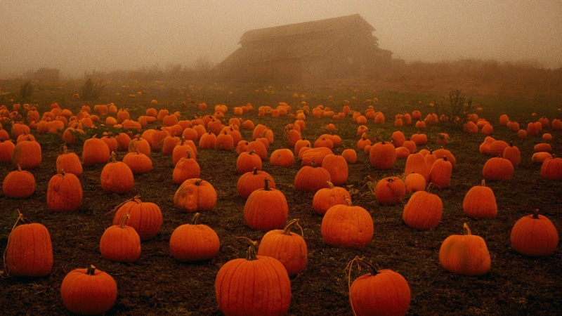 pumpkin, fall, spooky, field, plants, 1080P